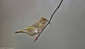 Attēlu rezultāti vaicājumam “Chloris chloris female”