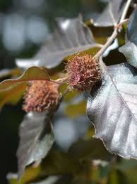 Attēlu rezultāti vaicājumam “Fagus sylvatica fo. purpurea fruit”