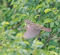 Image result for Phylloscopus ibericus