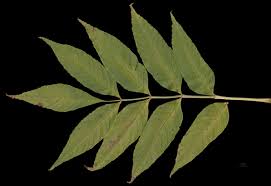 Attēlu rezultāti vaicājumam “Fraxinus excelsior leaf”