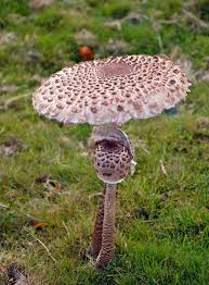 Attēlu rezultāti vaicājumam “Macrolepiota procera”