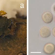 Attēlu rezultāti vaicājumam “Oligonema sp.”