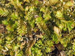 Attēlu rezultāti vaicājumam “Lophozia longidens”