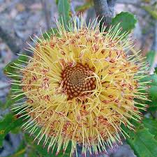 Image result for Dahlia x pinnata `Decorative Giants`