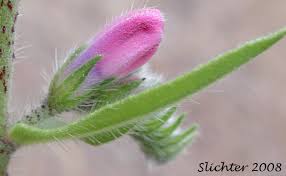 Attēlu rezultāti vaicājumam “Echium vulgare bud”