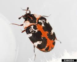 Attēlu rezultāti vaicājumam “Anthrenus scrophulariae”