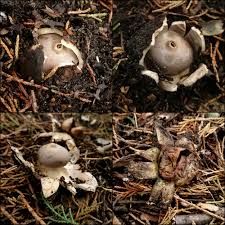 Attēlu rezultāti vaicājumam “Geastrum”