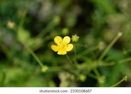 Attēlu rezultāti vaicājumam “Ranunculus lanuginosus bud”