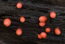 Attēlu rezultāti vaicājumam “Tubiferaceae”