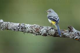 Attēlu rezultāti vaicājumam “Motacilla cinerea”