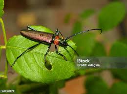 Attēlu rezultāti vaicājumam “Anastrangalia sanguinolenta female”