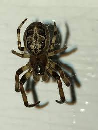 Attēlu rezultāti vaicājumam “Larinioides cornutus”