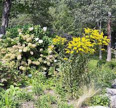 Attēlu rezultāti vaicājumam “Solidago canadensis flower”