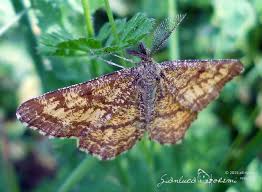 Attēlu rezultāti vaicājumam “Ematurga atomaria”