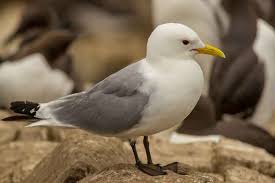 Attēlu rezultāti vaicājumam “Rissa tridactyla”