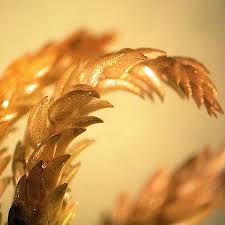 Attēlu rezultāti vaicājumam “Sphagnum contortum”