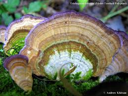 Attēlu rezultāti vaicājumam “Trichaptum biforme”