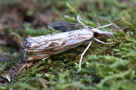 Attēlu rezultāti vaicājumam “Catoptria falsella”