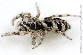 Attēlu rezultāti vaicājumam “Salticus sp.”