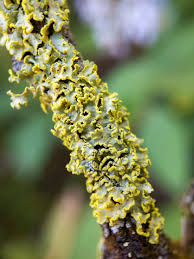 Attēlu rezultāti vaicājumam “Vulpicida pinastri”