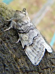 Attēlu rezultāti vaicājumam “Achlya flavicornis”