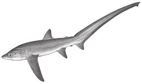 Image result for Alopias superciliosus