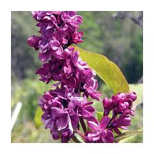 Attēlu rezultāti vaicājumam “Syringa vulgaris”