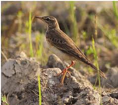 Image result for Anthus campestris