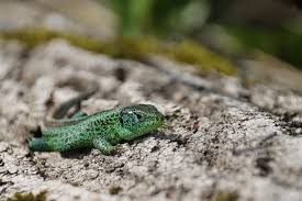 Attēlu rezultāti vaicājumam “Lacerta agilis male”
