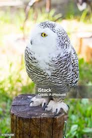 Image result for Bubo scandiacus
