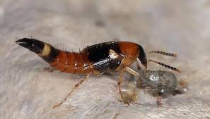 Billedresultat for rovbille