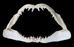 Image result for Isurus oxyrinchus