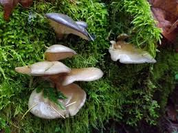 Attēlu rezultāti vaicājumam “Panellus serotinus”