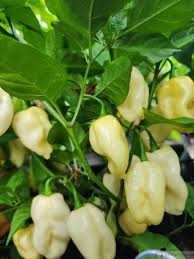 Afbeeldingsresultaat voor 7 pot hot pepper