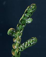 Attēlu rezultāti vaicājumam “Frullania tamarisci”