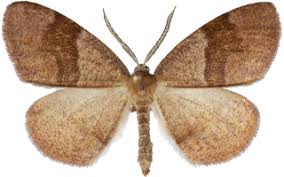 Attēlu rezultāti vaicājumam “Plagodis pulveraria”