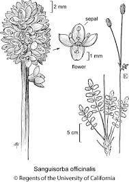 Image result for Sanguisorba officinalis