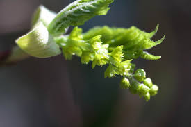 Attēlu rezultāti vaicājumam “Acer rufinerve flower”