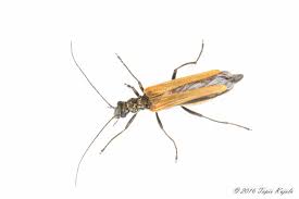 Attēlu rezultāti vaicājumam “Oedemera femorata”