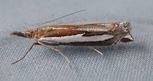 Attēlu rezultāti vaicājumam “Crambus hamella”