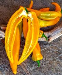 Afbeeldingsresultaat voor marconi golden sweet pepper