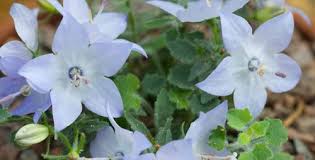 Image result for Campanula moesiaca