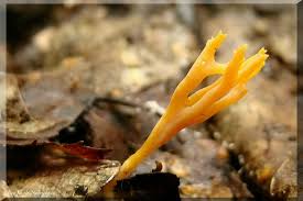 Attēlu rezultāti vaicājumam “Ramariopsis crocea”