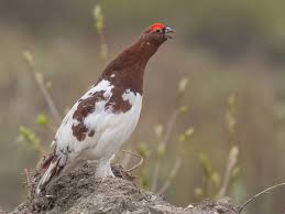 Attēlu rezultāti vaicājumam “Lagopus lagopus female”