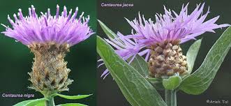 Image result for Centaurea nigra