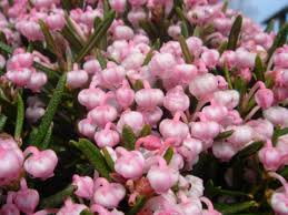 Attēlu rezultāti vaicājumam “Andromeda polifolia fruit”