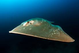 Image result for Megatrygon microps