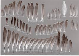 Image result for Tringa brevipes