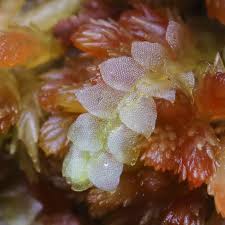 Attēlu rezultāti vaicājumam “Calypogeia sphagnicola”