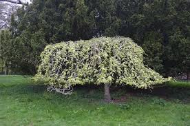 Attēlu rezultāti vaicājumam “Ulmus glabra fruit”